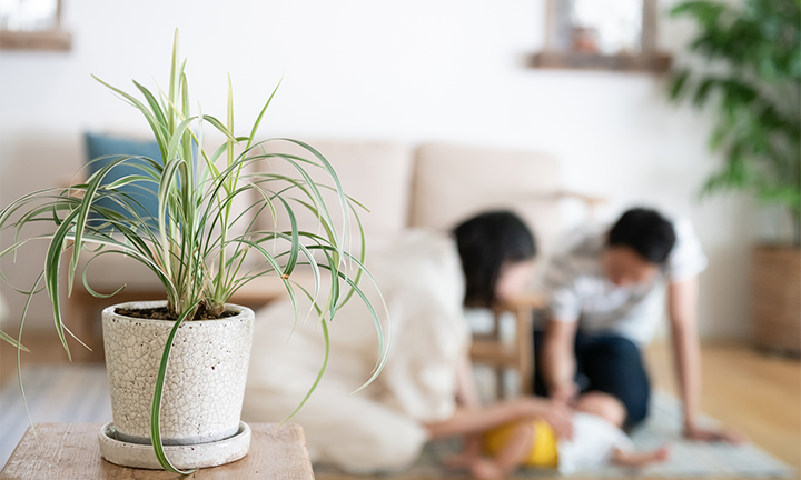 姫路しの無垢の家づくりの内見